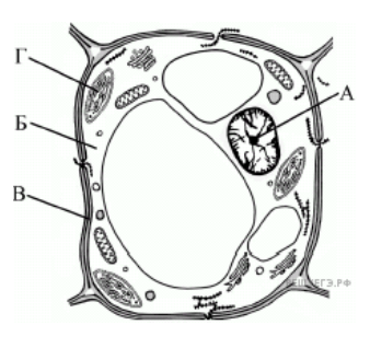 Клетка растения егэ. Рисунок строения растительной клетки с обозначениями. Строение растительной клетки черно белый рисунок. Строение растительной клетки без подписей. Структура растительной клетки рис 1.