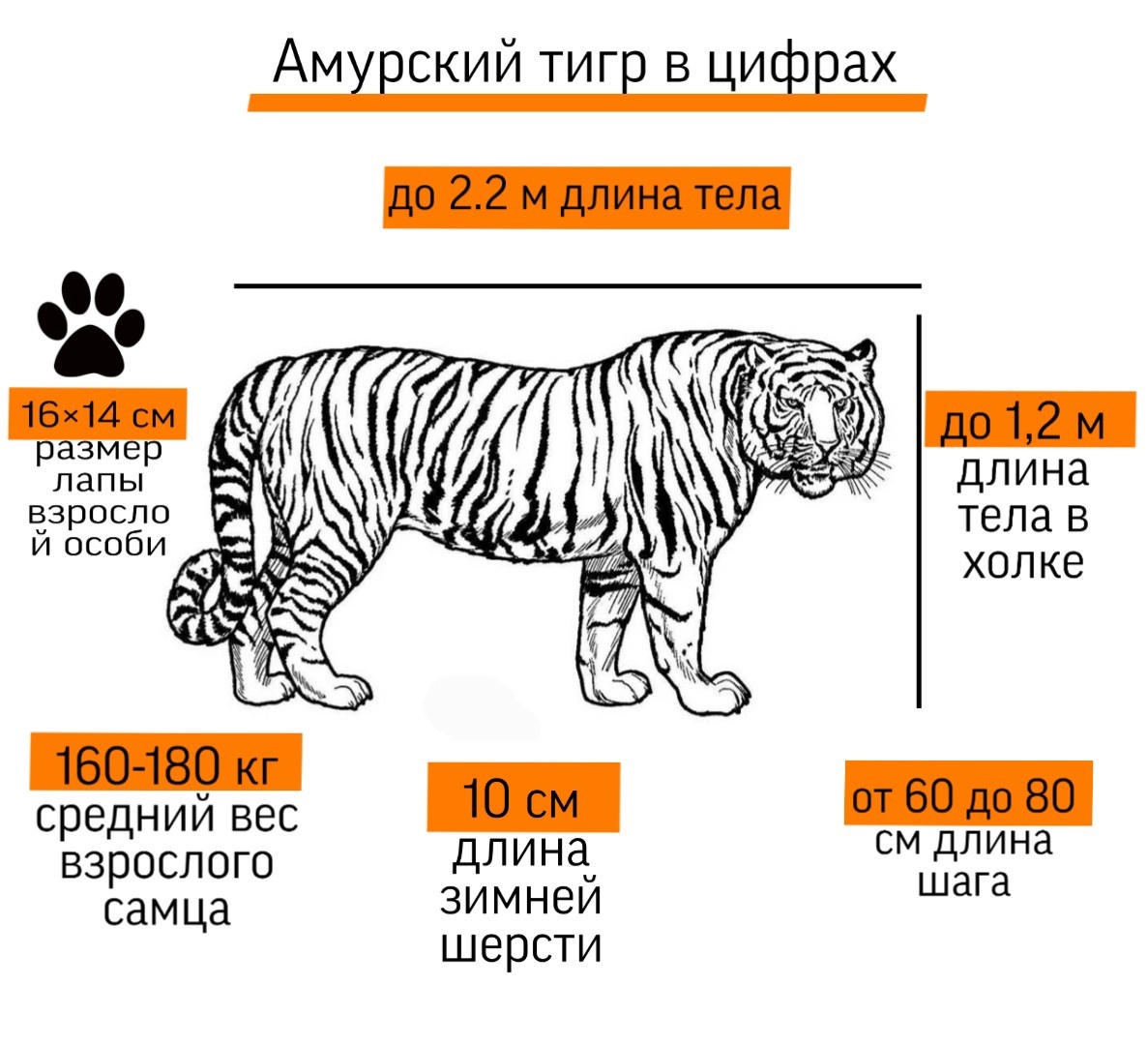 Сколько весит амурский тигр